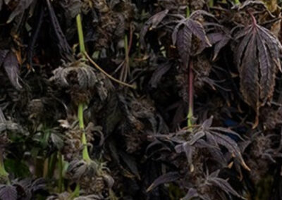 highlands reserve dispensary exceptional cannabis