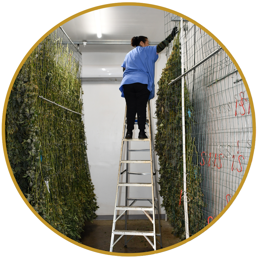 highlands reserve dispensary harvest