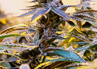 highlands reserve dispensary top tier products