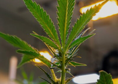 highlands reserve unforgettable cannabis experience