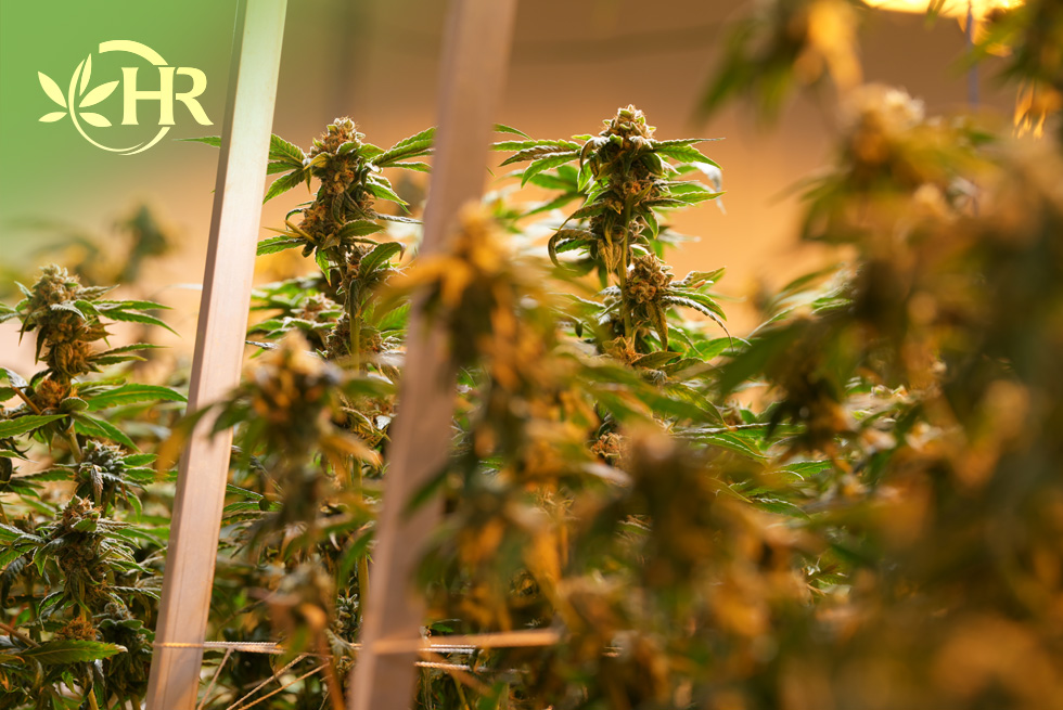 highlands reserve dispensary menifee