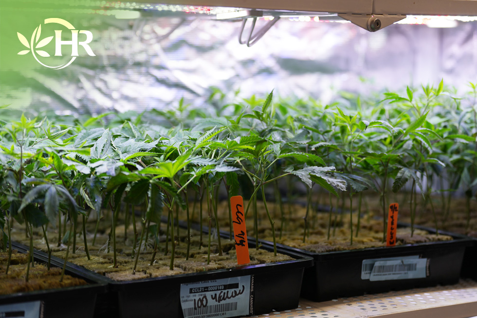 highlands reserve menifee weed dispensary