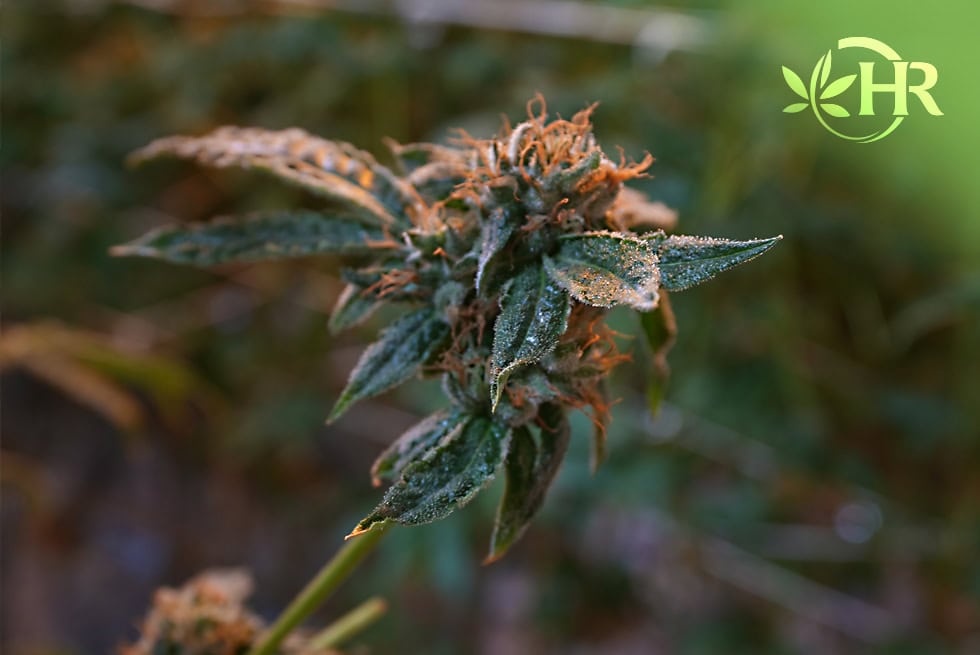 highlands reserve dispensary locally grown difference perris ca